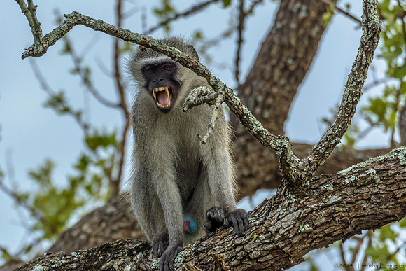 Vervet Monkey