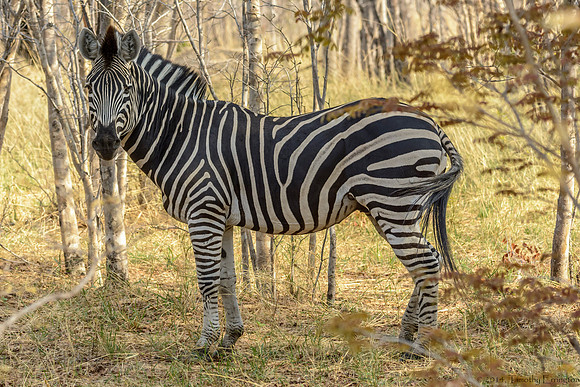 Zebra