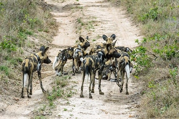 African Painted Dog