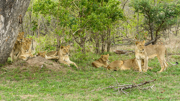 Pride of Lions