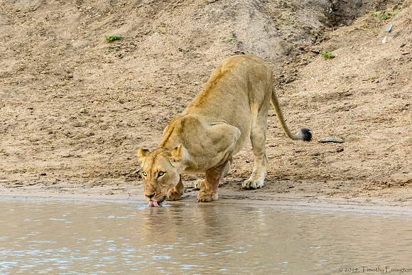 Lions at Water Hole