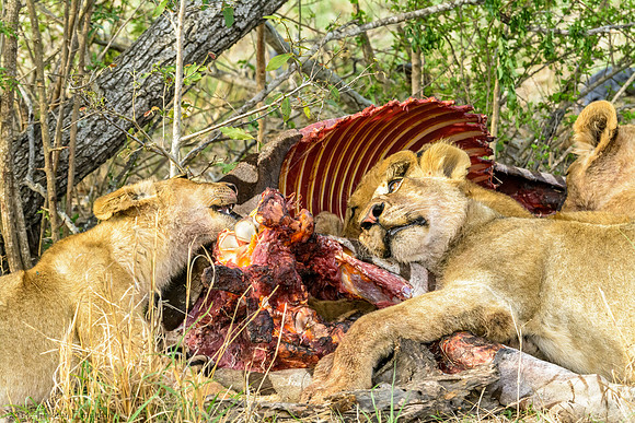 Lions with Kill