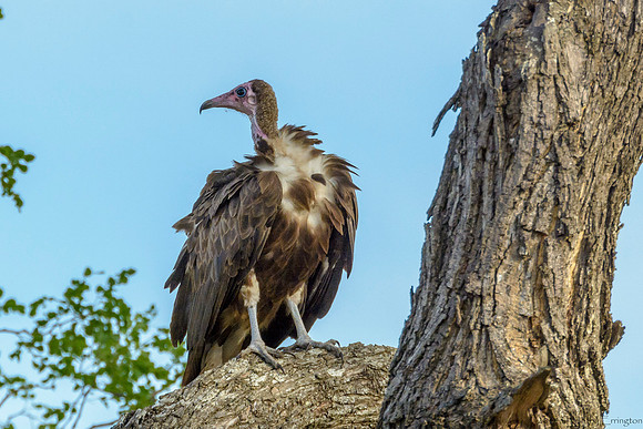 Hooded Vulture