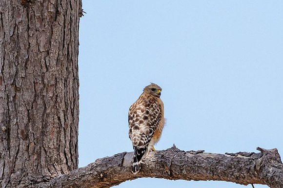 Red Shouldered Hawk