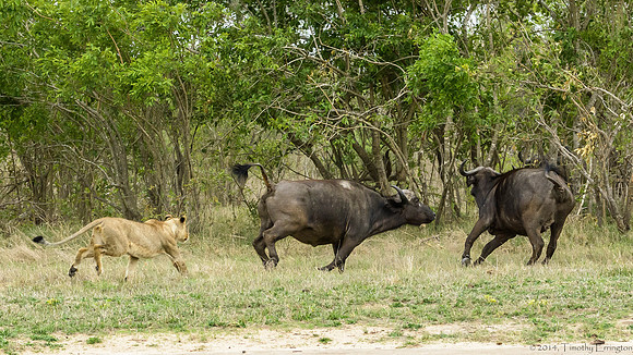 Lions Stalking Cape Buffalo