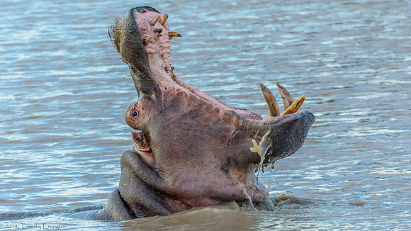 Hippo