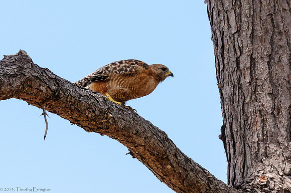 Red Shouldered Hawk
