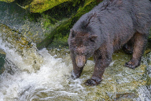 Alaska 2024