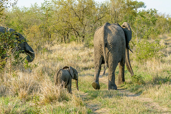 Elephant Females with Offspring