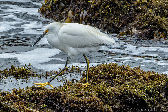 Snowy Egret