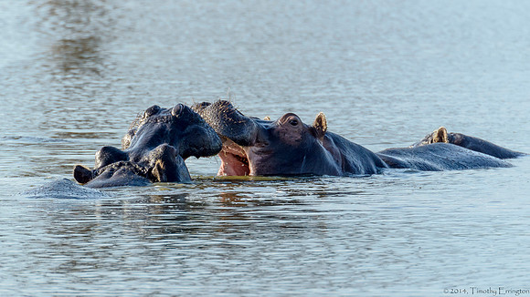 Hippo