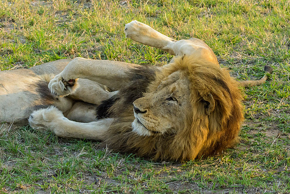 Male Lions Chillin'