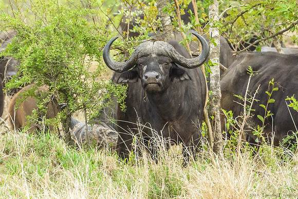 Cape Buffalo