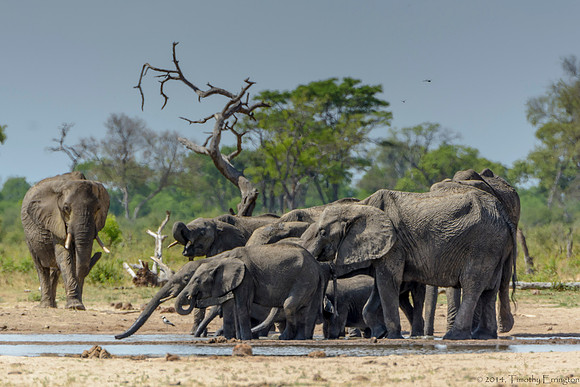 Elephants at the Little Makalolo Water Hole