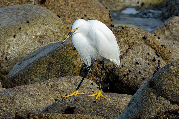 Snowy Egret