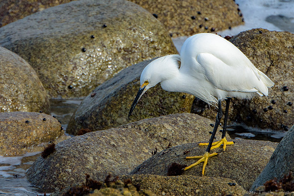 Snowy Egret