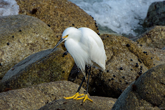 Snowy Egret