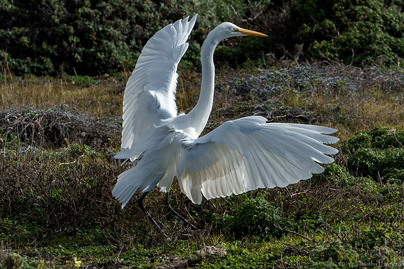 Great Egret