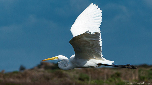 Great Egret in Flight