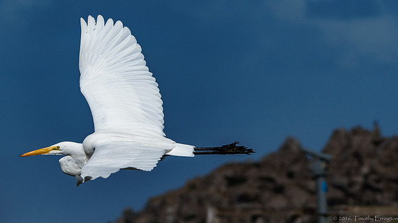 Great Egret in Flight