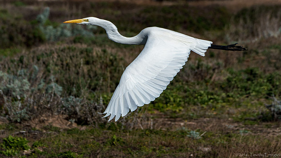 Great Egret in Flight