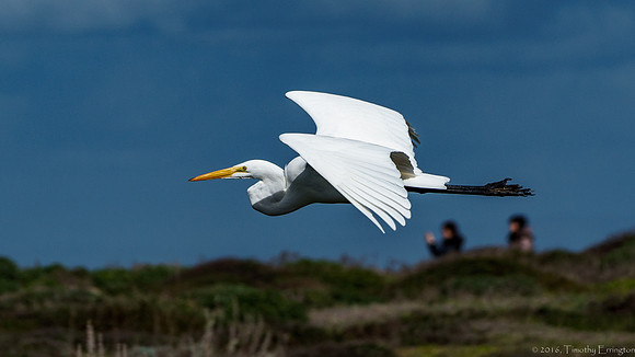 Great Egret in Flight
