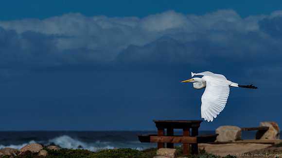 Great Egret in Flight