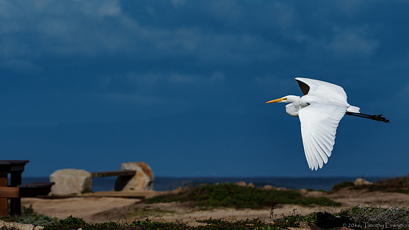 Great Egret in Flight