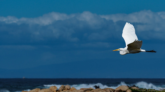 Great Egret in Flight