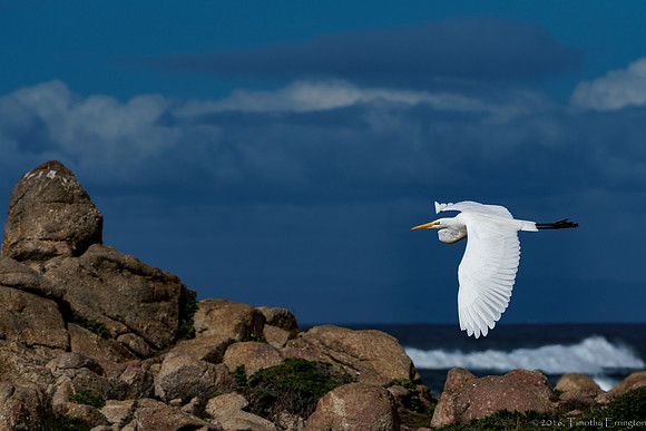Great Egret in Flight