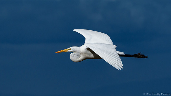 Great Egret in Flight