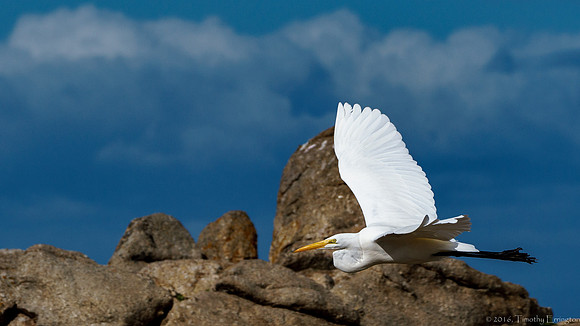 Great Egret in Flight