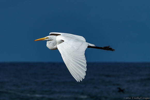 Great Egret in Flight