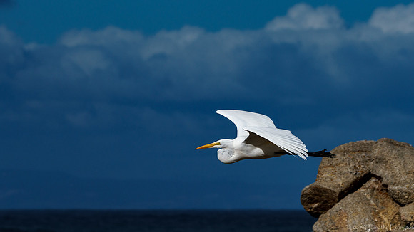 Great Egret in Flight