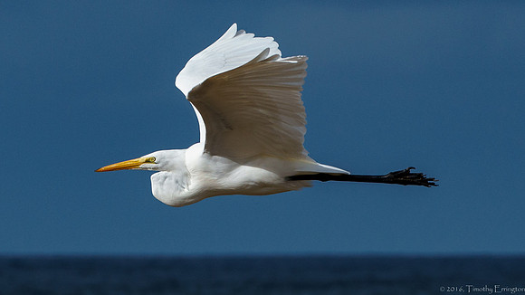 Great Egret in Flight