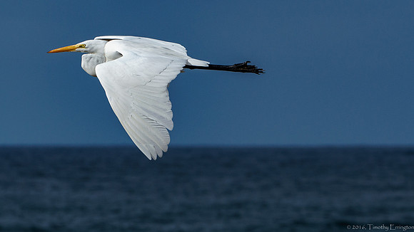 Great Egret in Flight