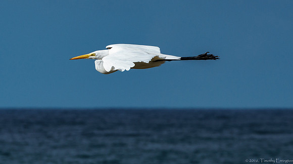 Great Egret in Flight