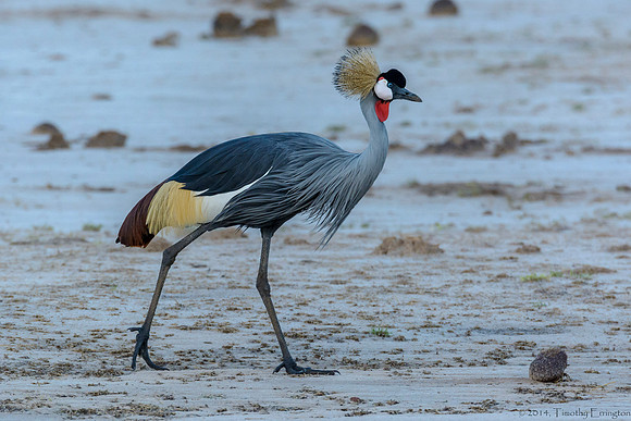 Gray Crowned Crane