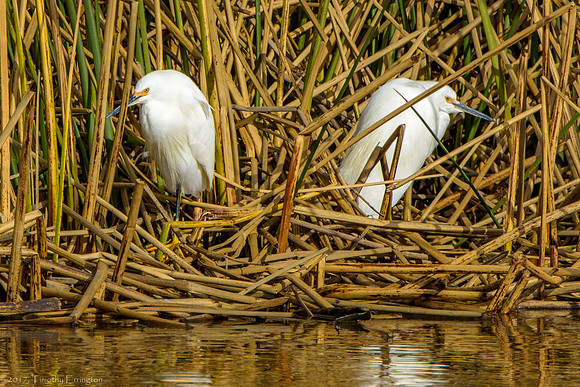 Snowy Egret Chicks
