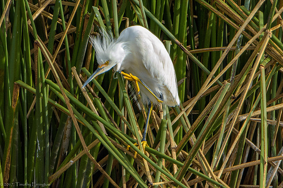 Snowy Egret Chick
