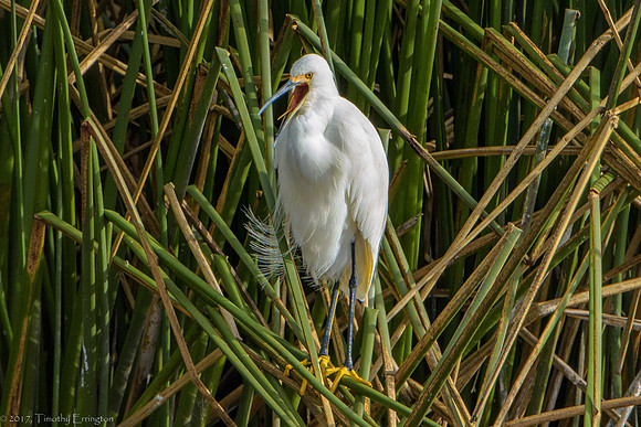 Snowy Egret Chick