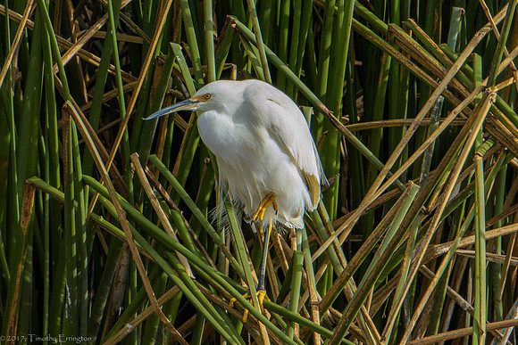 Snowy Egret Chick