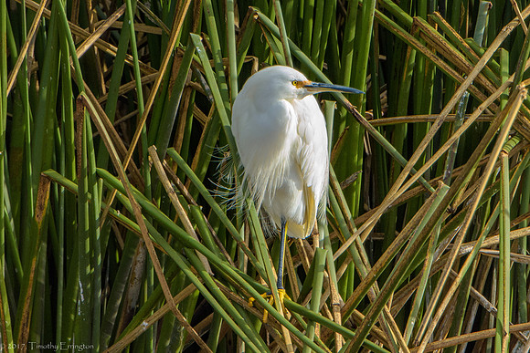 Snowy Egret Chick