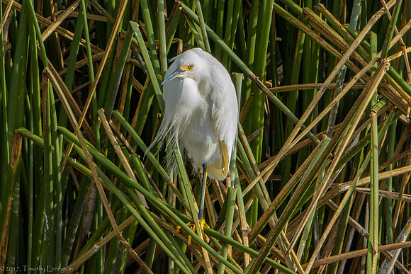 Snowy Egret Chick