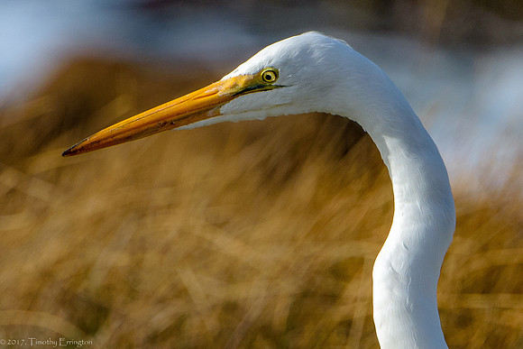 Great Egret