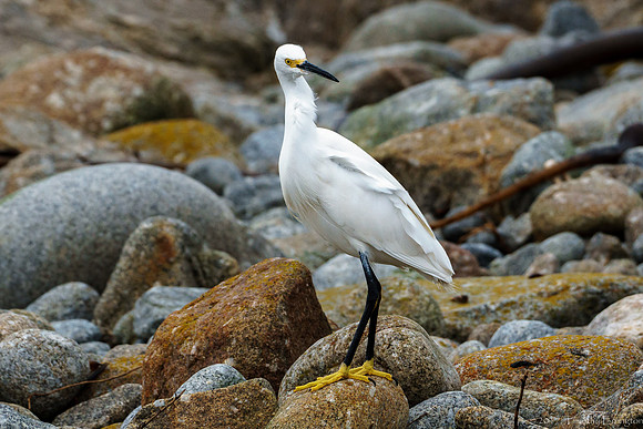 Snowy Egret