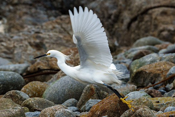 Snowy Egret