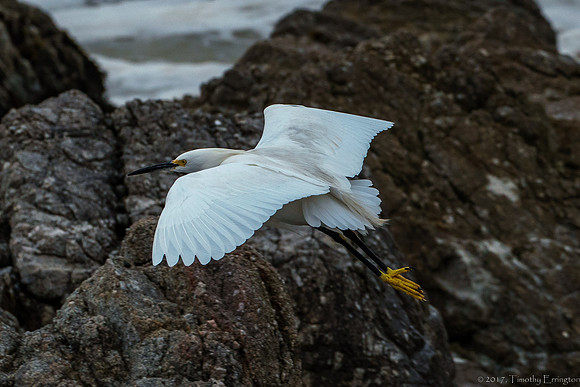 Snowy Egret