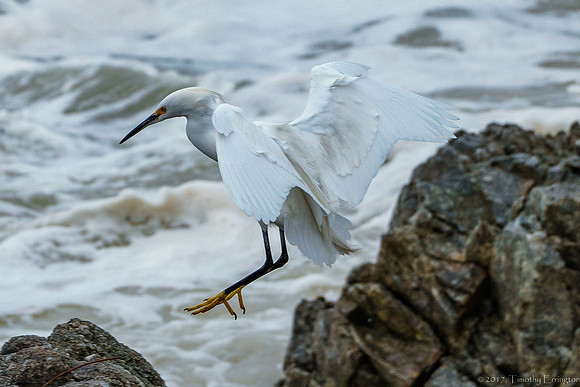 Snowy Egret
