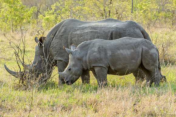 White Rhino